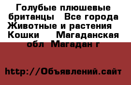 Голубые плюшевые британцы - Все города Животные и растения » Кошки   . Магаданская обл.,Магадан г.